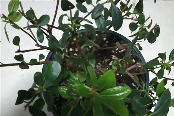 杜鹃花的修剪时间,花蕾期、开花后等时期均可修剪