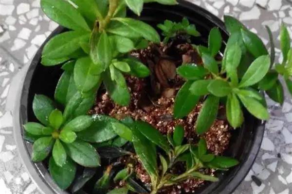 杜鹃花的修剪时间,花蕾期、开花后等时期均可修剪