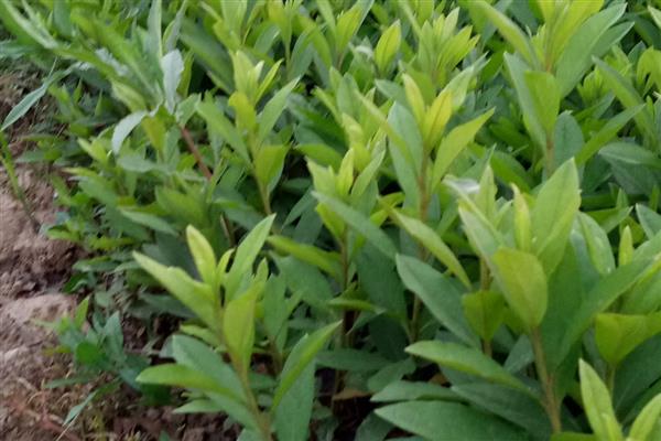 杜鹃花的修剪时间,花蕾期、开花后等时期均可修剪