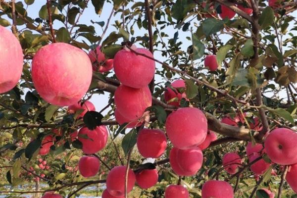 陕西洛川苹果的成熟时间,在每年的9月底和10月初