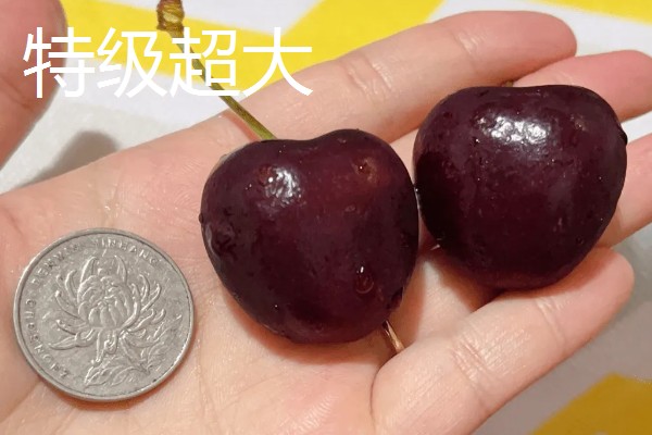 车厘子的等级划分，不同国家的划分方式有区别