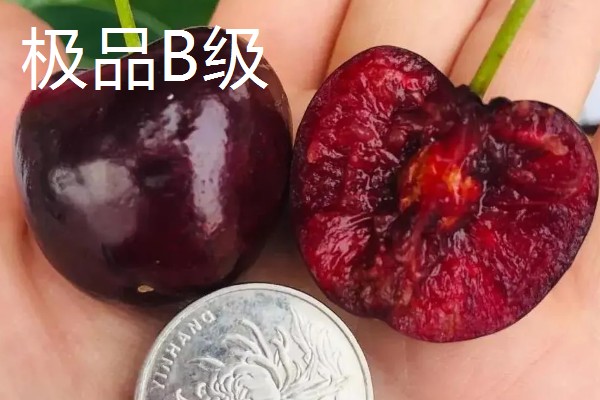 车厘子的等级划分，不同国家的划分方式有区别