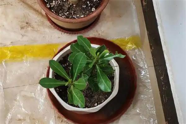 沙漠玫瑰怎么换盆，要保留小部分旧土