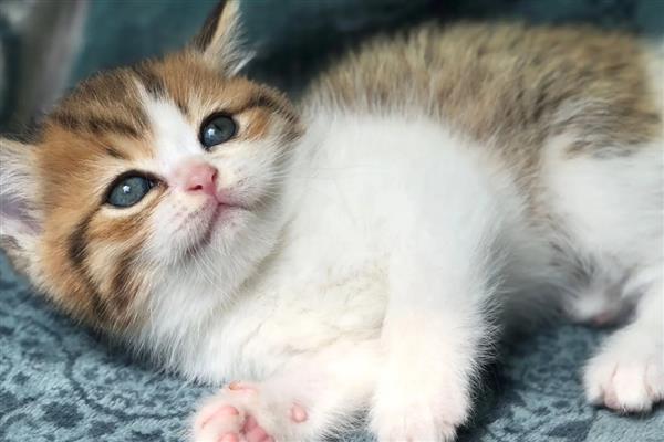 怎样知道猫是不是聋子,通过日常行为来判断