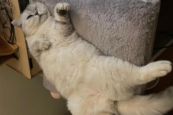 怎样知道猫是不是聋子,通过日常行为来判断