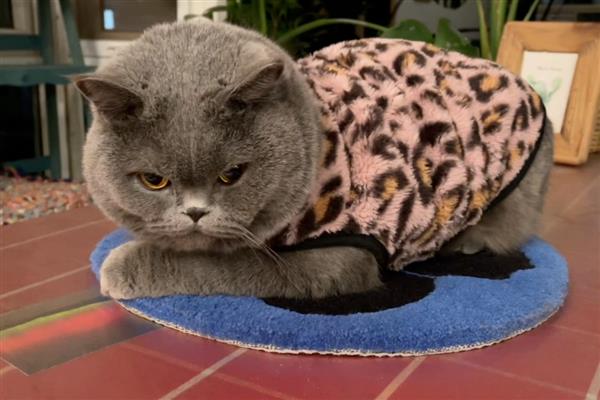 怎样知道猫是不是聋子,通过日常行为来判断