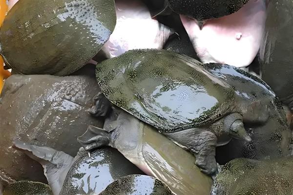 一只甲鱼重多少斤，和它们的养殖时间有关