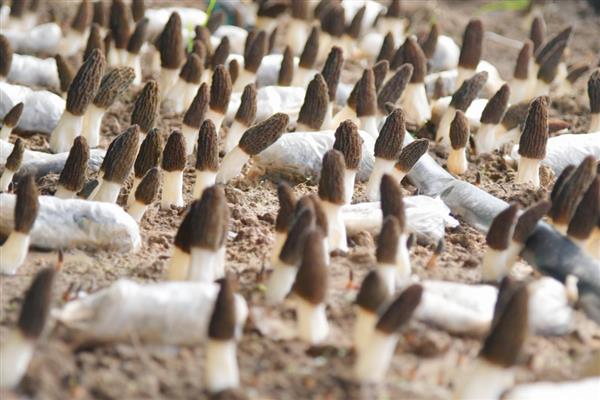 羊肚菌的种植方法，将菌袋呈立式放置在室内