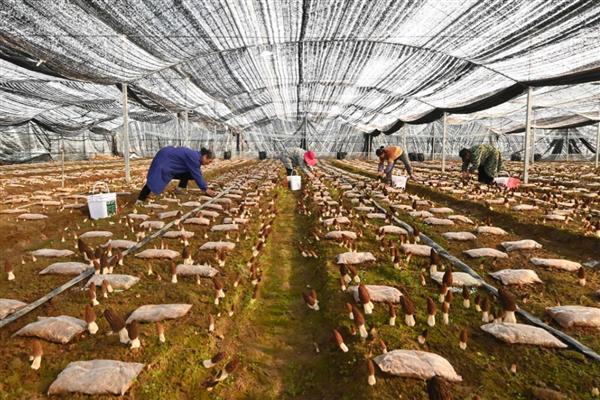 羊肚菌的种植方法，将菌袋呈立式放置在室内
