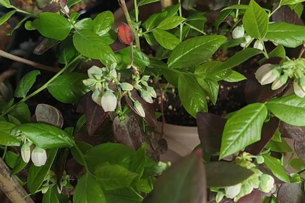 蓝莓开哪种颜色的花,有白色、桃红色、红色等