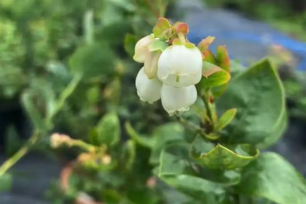 蓝莓开哪种颜色的花,有白色、桃红色、红色等