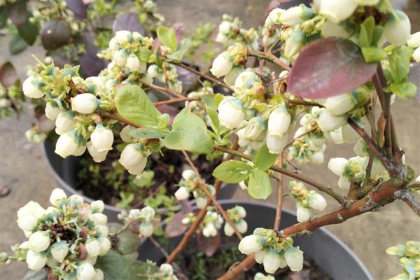 蓝莓开哪种颜色的花,有白色、桃红色、红色等