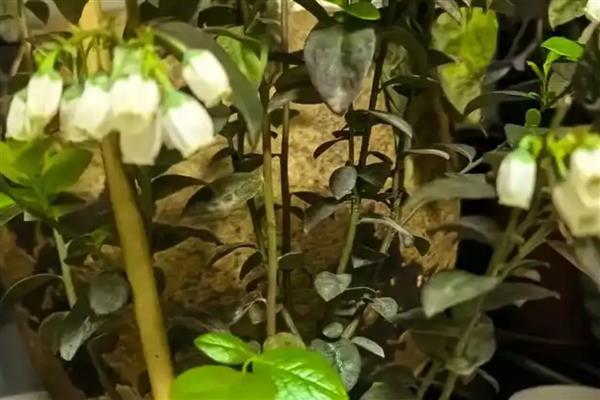 蓝莓开哪种颜色的花,有白色、桃红色、红色等