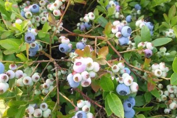 蓝莓开哪种颜色的花,有白色、桃红色、红色等