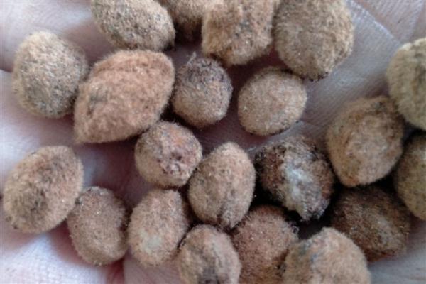 杨梅能不能播种，播撒种子后要覆盖细肥土