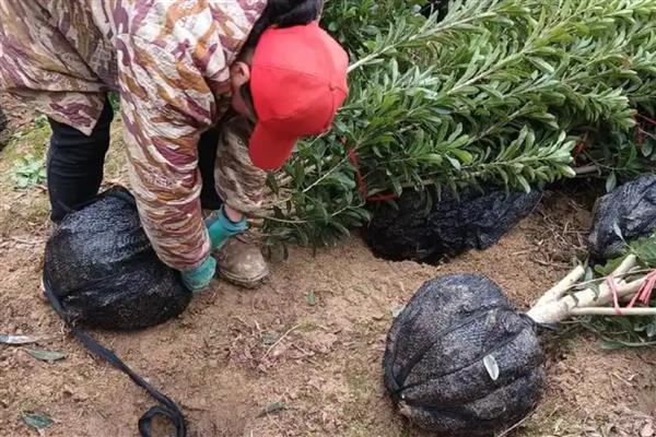 杨梅能不能播种，播撒种子后要覆盖细肥土
