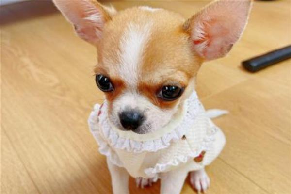 哪些狗狗怕冷,常见吉娃娃、巴哥犬、杜宾犬等品种