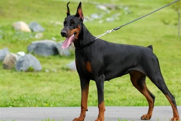 哪些狗狗怕冷,常见吉娃娃、巴哥犬、杜宾犬等品种