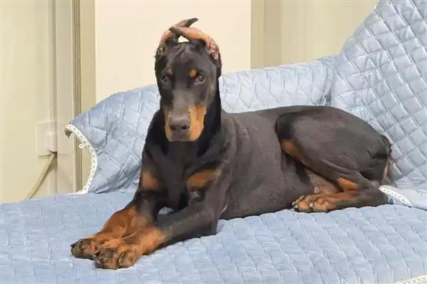 哪些狗狗怕冷,常见吉娃娃、巴哥犬、杜宾犬等品种