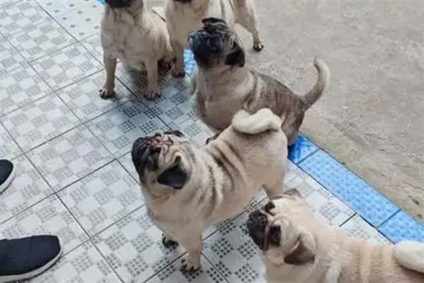 哪些狗狗怕冷,常见吉娃娃、巴哥犬、杜宾犬等品种