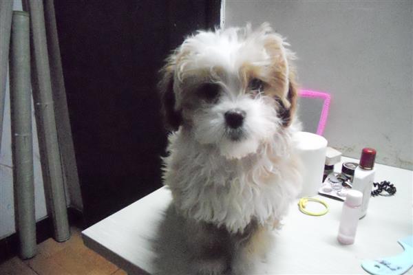 哪些狗狗怕冷,常见吉娃娃、巴哥犬、杜宾犬等品种