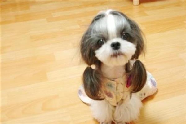 哪些狗狗怕冷,常见吉娃娃、巴哥犬、杜宾犬等品种