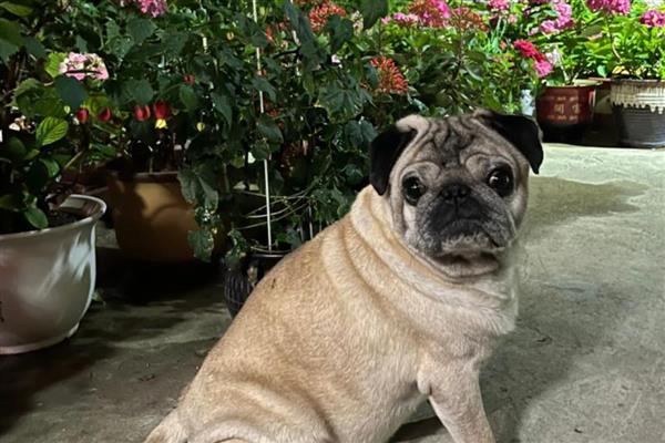 哪些狗狗怕冷,常见吉娃娃、巴哥犬、杜宾犬等品种