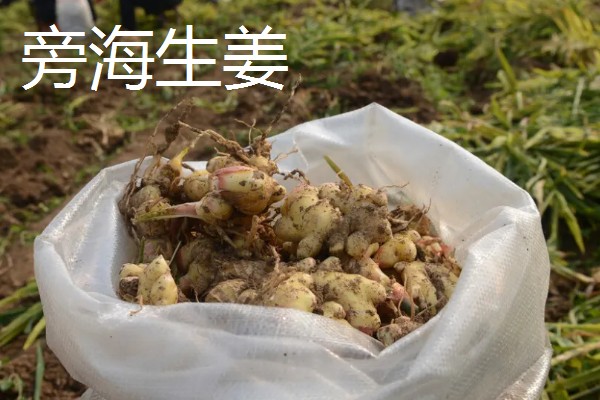 贵州凯里市的特产，旁海生姜走俏市场