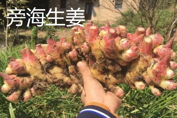 贵州凯里市的特产，旁海生姜走俏市场