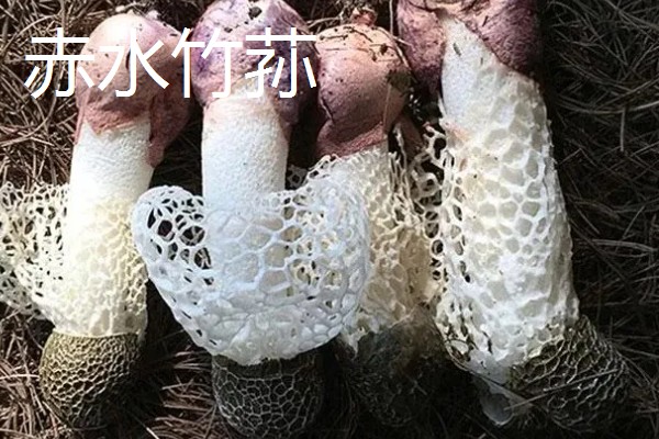 贵州凯里市的特产，旁海生姜走俏市场