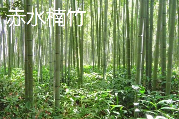 贵州凯里市的特产，旁海生姜走俏市场