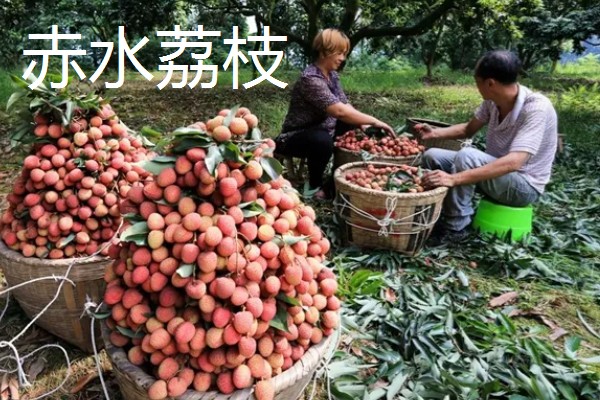 贵州凯里市的特产，旁海生姜走俏市场