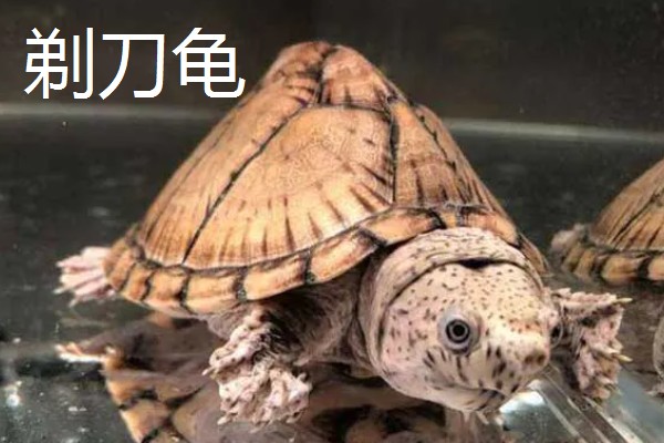 蛋龟适合吃什么龟粮，肉类和商品龟粮都可以饲喂