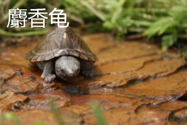 蛋龟适合吃什么龟粮，肉类和商品龟粮都可以饲喂