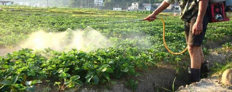 草莓地除草剂什么时候用，可在杂草未出土前使用地乐胺乳油