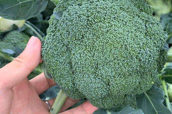西兰花可以放多久,正常情况下可以保存1-3天左右