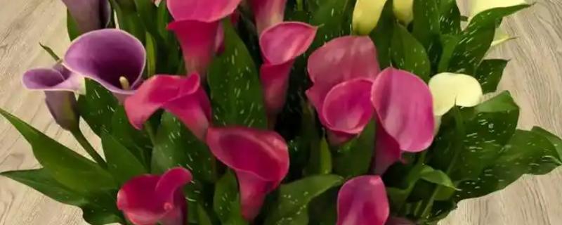 冬季怎么养马蹄莲，开花期注意保持盆土湿润