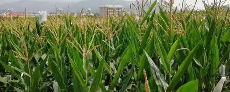 良玉606玉米品种介绍，夏播生育期为107天