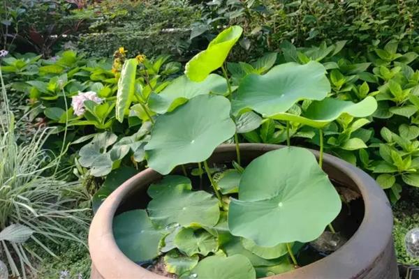 水缸种藕过冬方法，放在室内有阳光的地方养护