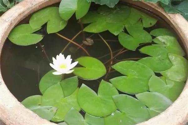 水缸种藕过冬方法，放在室内有阳光的地方养护