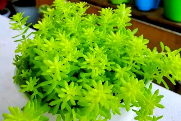 怎么修剪黄金万年草,生长期要进行打顶修剪