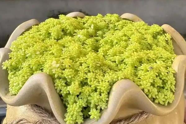 怎么修剪黄金万年草,生长期要进行打顶修剪