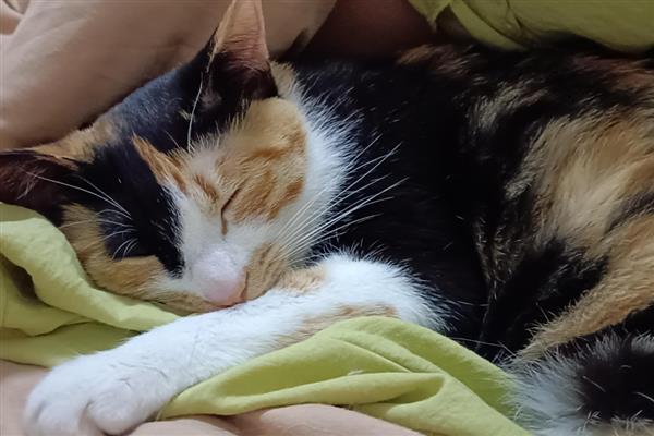 猫咪的寄养方法，常见以下6种方式