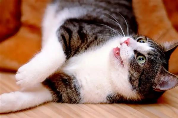 猫咪的寄养方法，常见以下6种方式