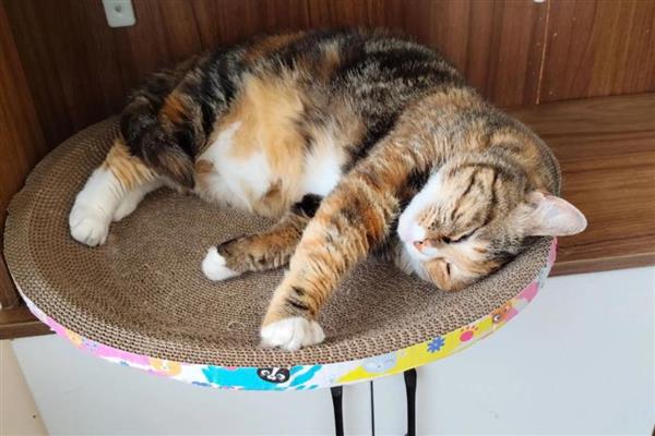 猫咪的寄养方法，常见以下6种方式