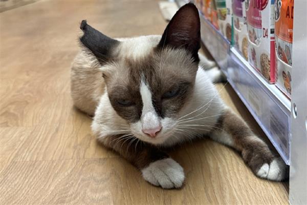 猫咪的寄养方法，常见以下6种方式