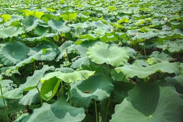 水缸种藕过冬方法，放在室内有阳光的地方养护