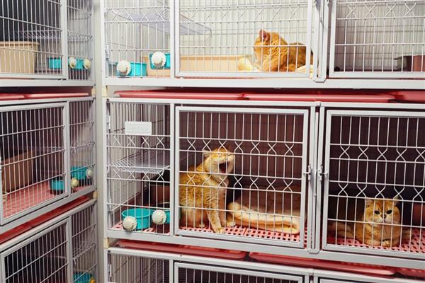 猫咪的寄养方法，常见以下6种方式