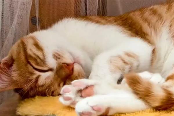 猫咪的寄养方法，常见以下6种方式