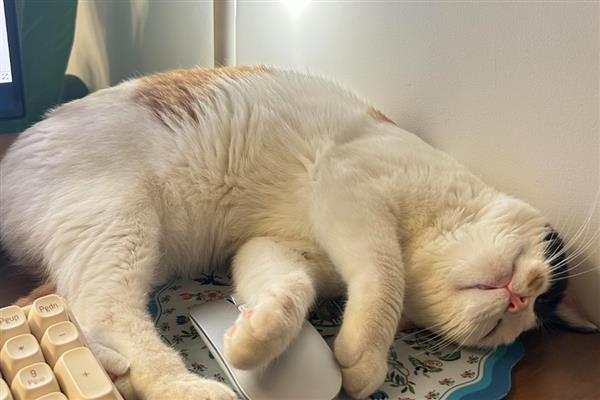 猫咪的寄养方法，常见以下6种方式